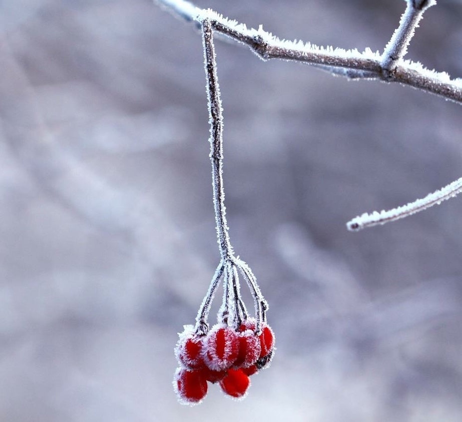 Robin Pendant