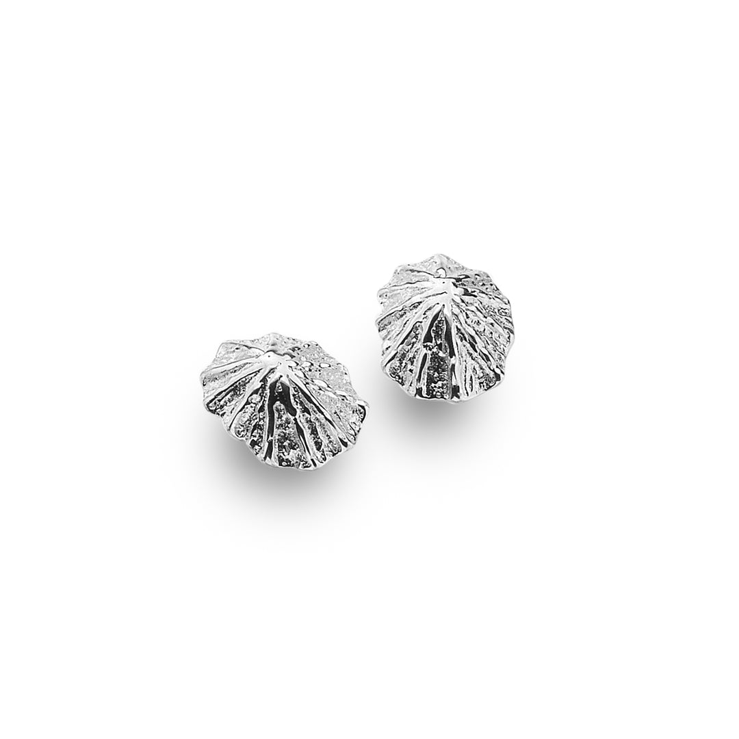 Limpet Shell Stud Earrings